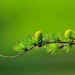 Article featuring shades of green and green color code chart