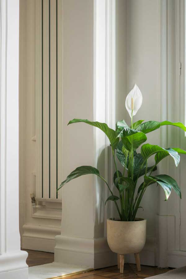 The Peace Lily plant in an entrance way