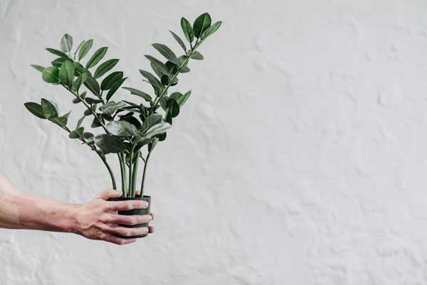 ZZ Plant for dark rooms and low-light-spaces