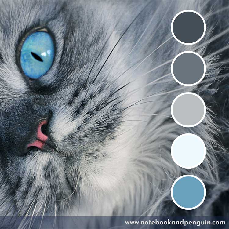 Gray color palette with blue accent