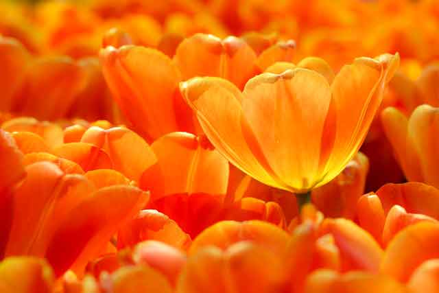 orange-color-aesthetic