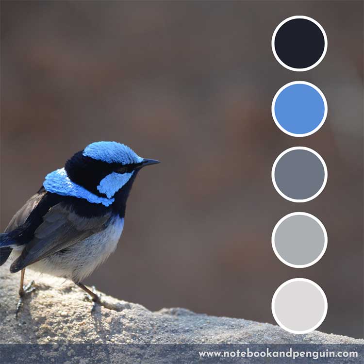 Blue gray palette with bright blue accent color