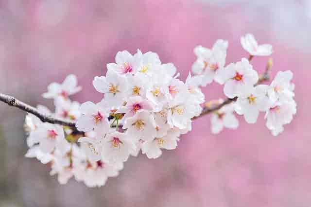 Pink color aesthetic