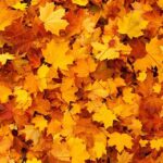 Shades Of Orange