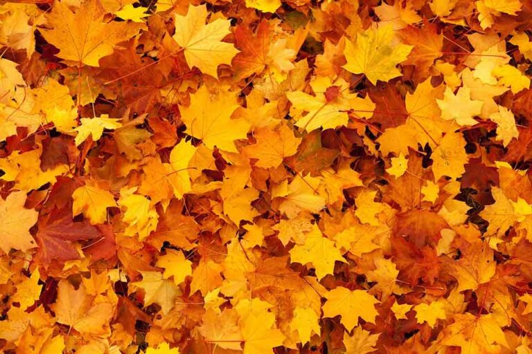 Shades Of Orange