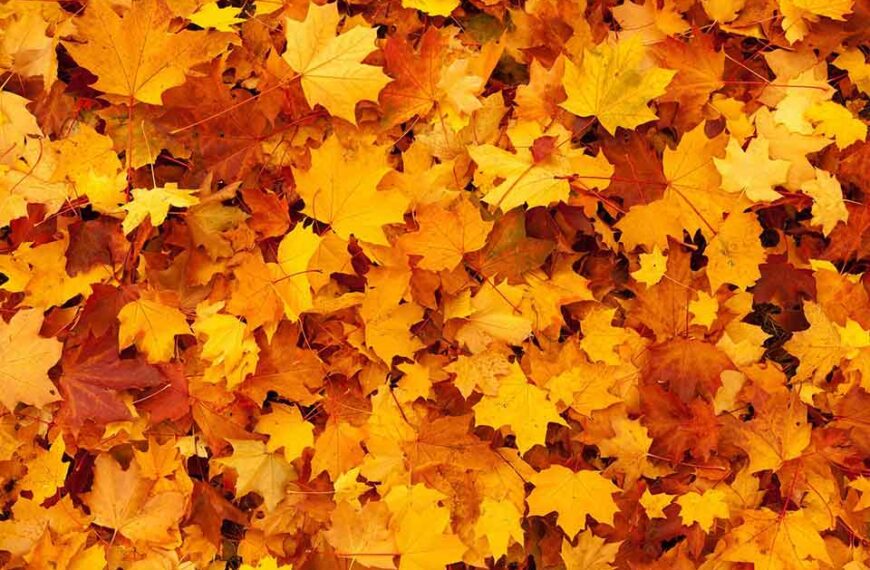 75+ Orange Color Codes To Add Energy & Warmth To Your Website