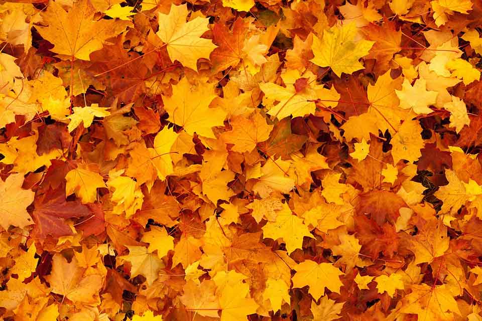 Article featuring shades of orange and orange color codes