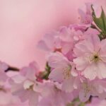 Shades of pink including hex codes and RGB values