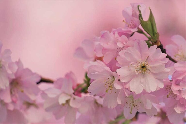 Shades of pink including hex codes and RGB values