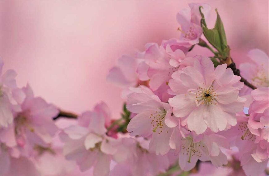 Shades of pink including hex codes and RGB values