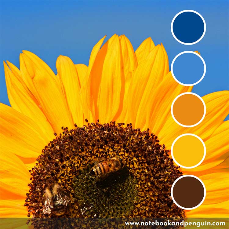 Sunflower yellow and bright blue color palette