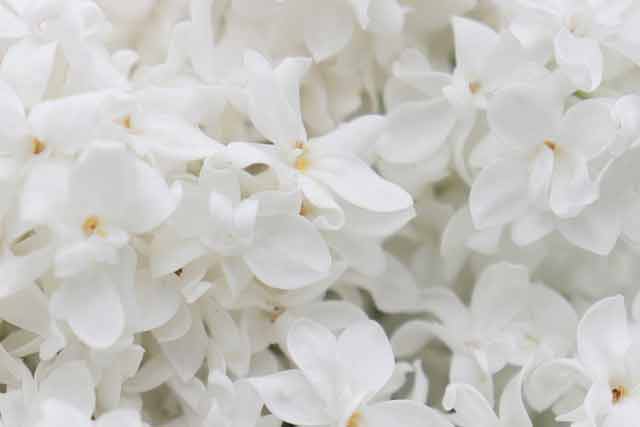 White color aesthetic