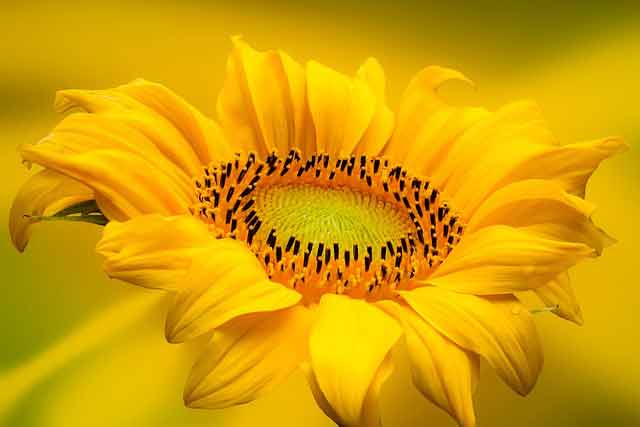 Yellow color aesthetic