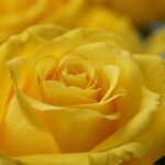 Yellow Color Names, Yellow Hex Codes, Yellow RGB Values