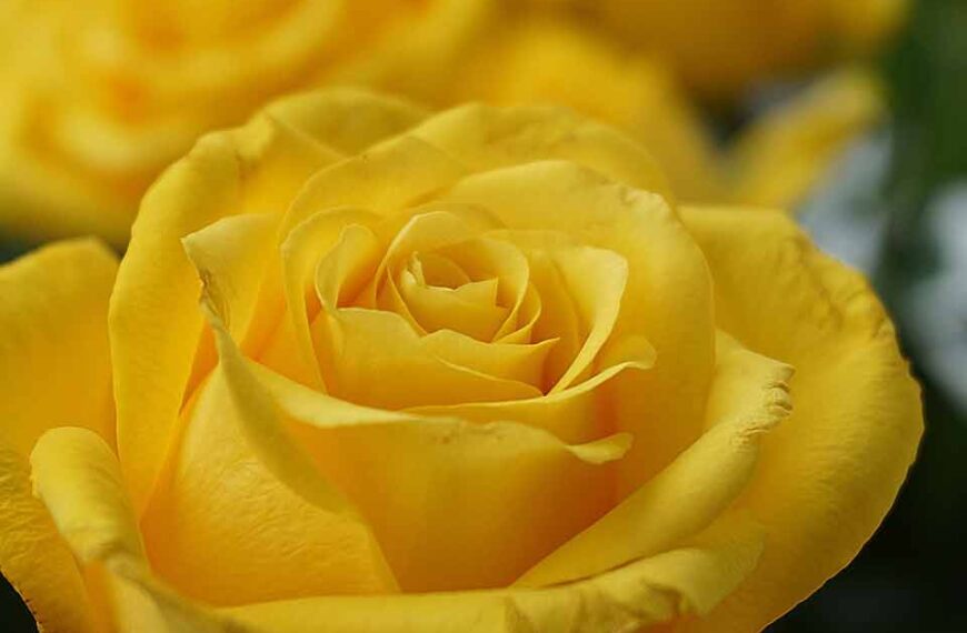 55+ Happy Shades Of Yellow: A Guide to Yellow Hex Codes and RGB Values