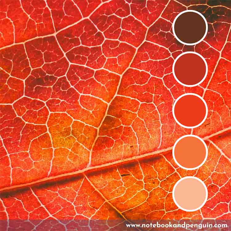 Hot orange, maroon and red palette