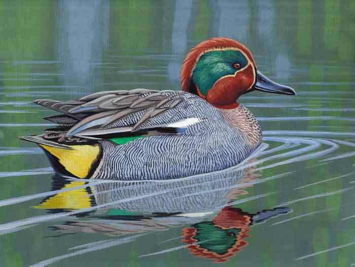 The Common Eurasian Teal Bird (Anas Crecca)