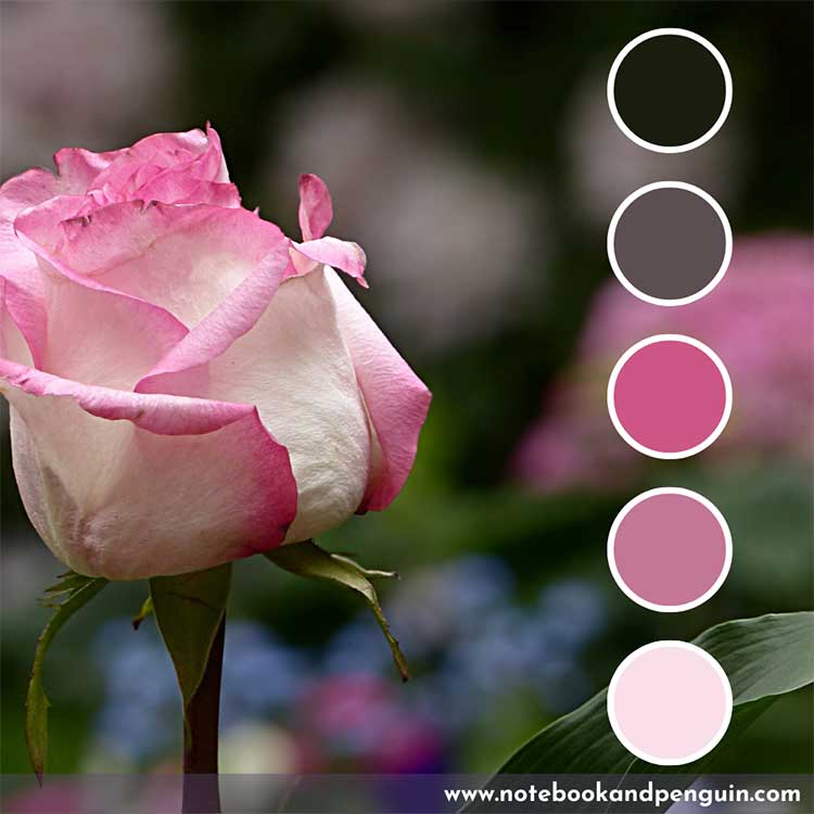 Hot pink, pastel pink and black color palette