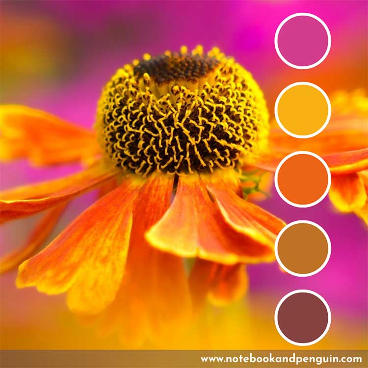 Hot Pink, yellow, orange, brown palette