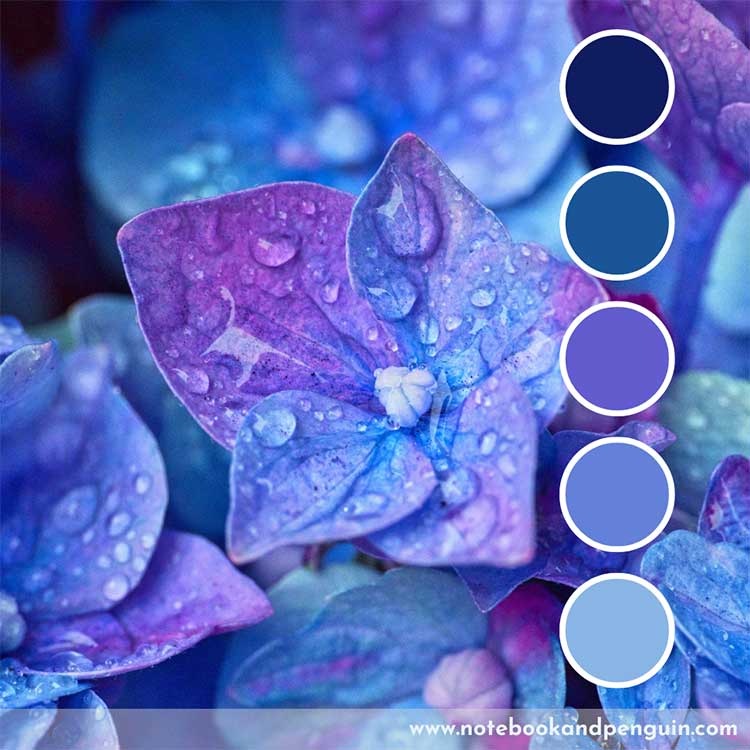 Blue and purple flower color palette