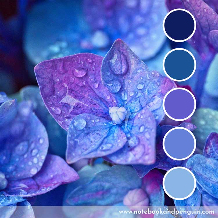 Flower inspired blue and purple color scheme