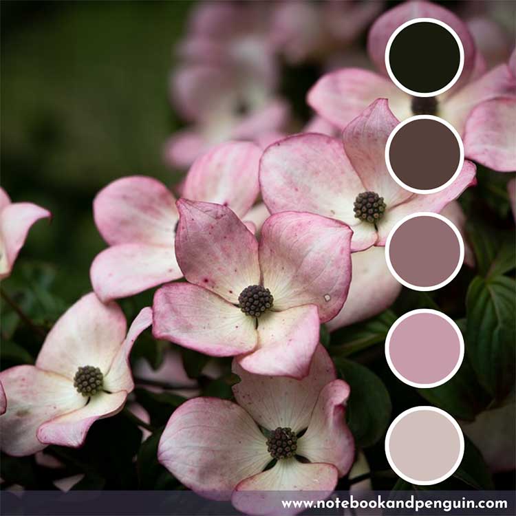 Pastel Pink, black and brown color palette