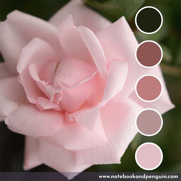 Pink, black and brown color palette