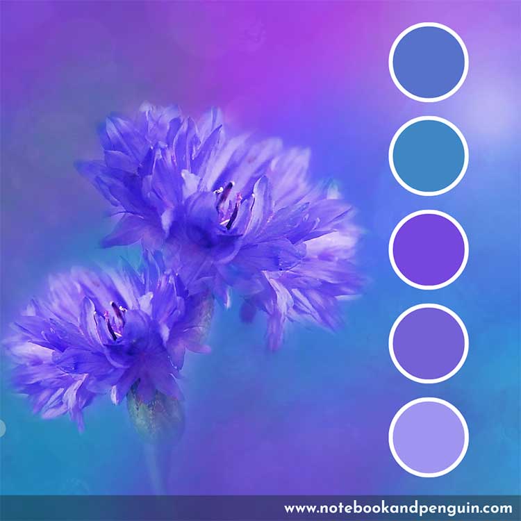 Purple flower color palette with blue accents