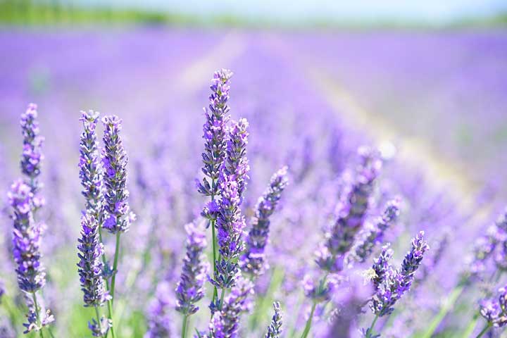 A lavender field showcasing different shades of lavender