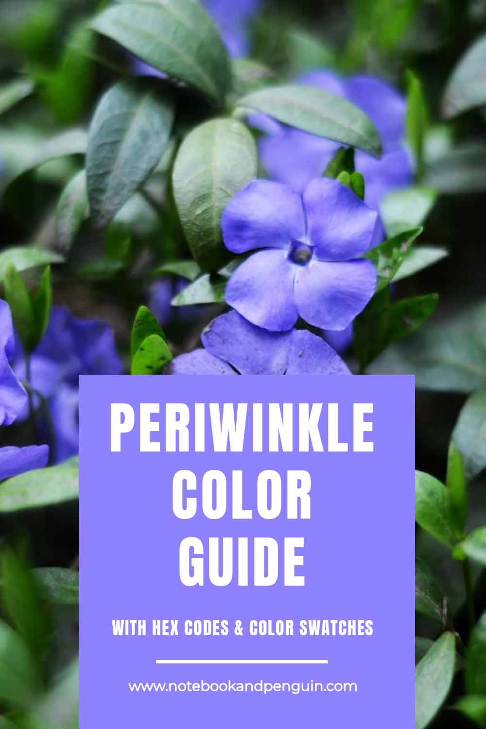 The Periwinkle Color Guide (With Hex Codes & Color Swatches)