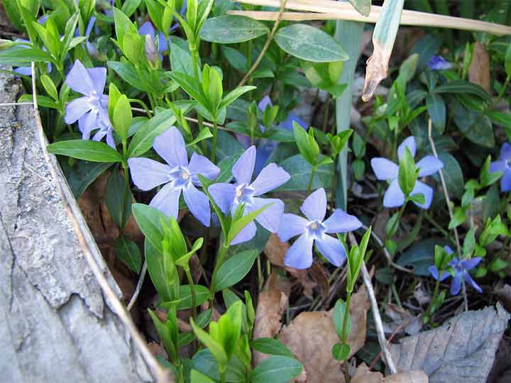 Periwinkle flower - Example of the flowers color