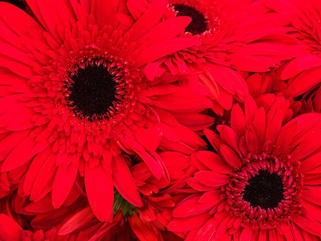 Red flowers in the primary red color