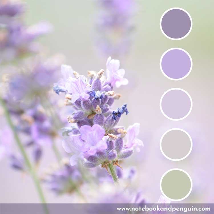 Feminine purple and lavender color palette