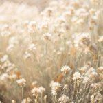 1 John 4:12 Devotional Header Image