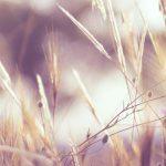 Daily devotional - Chronicles 16v34 Header