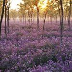 Devotional about giving thanks to God in all circumstances