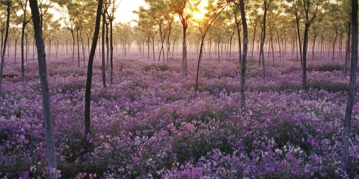 Devotional about giving thanks to God in all circumstances