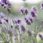 Devotional about being trustworthy in small things