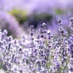 Devotional about working with all your heart