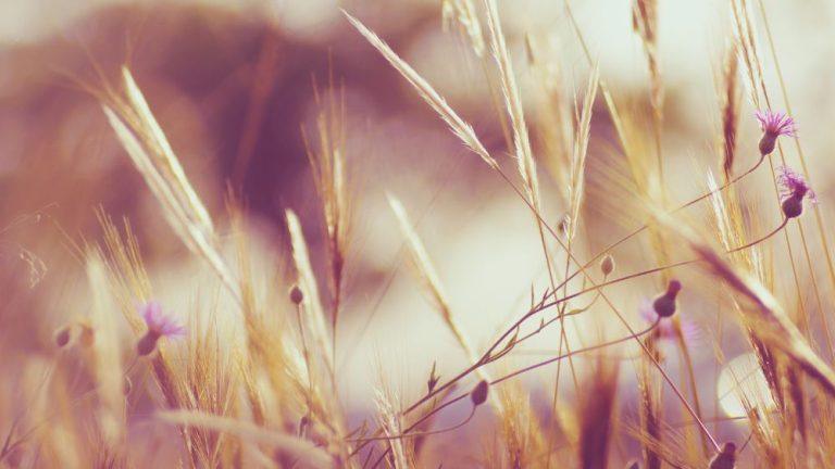 Verses For Christian Overthinkers Header