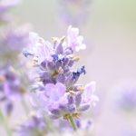 Finding joy in the mundane things of life