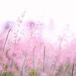 Promises of God scriptures header