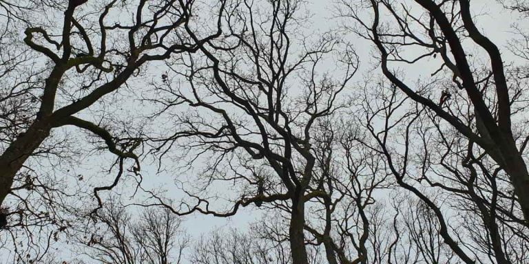 Psalm 13:1 Daily Devotional Banner