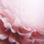 A devotional for Pentecost