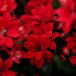 The woman with the issue of blood devotional