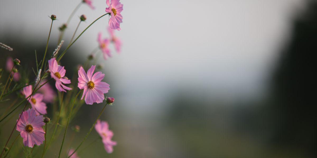 Romans 8:26 Devotional Banner