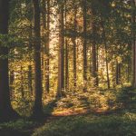 God will not forsake the righteous devotional