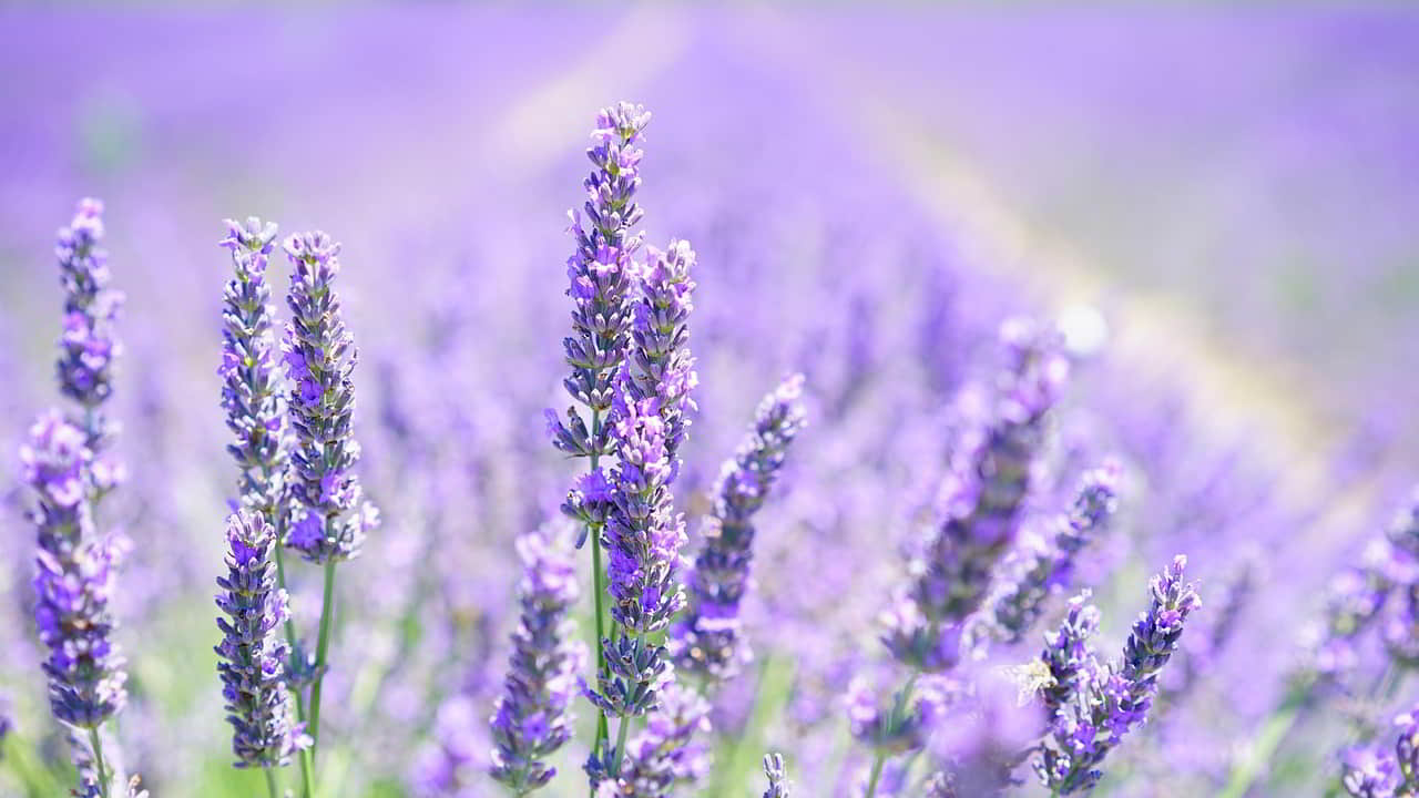 Scripture Of The Day