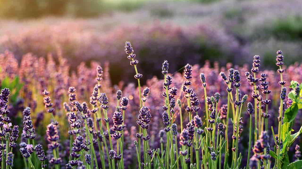 Devotional Of The Day