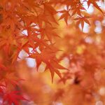 There is a time for everything Bible verse devotional